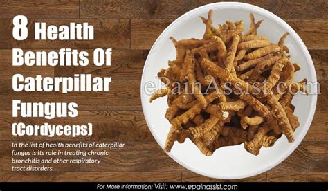 8 Health Benefits of Caterpillar Fungus (Cordyceps) | Cordyceps, Health, Health benefits