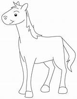Coloring Horse Colt Pages sketch template