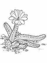 Succulent Succulents Ultracoloringpages Sketch Coloring Page sketch template