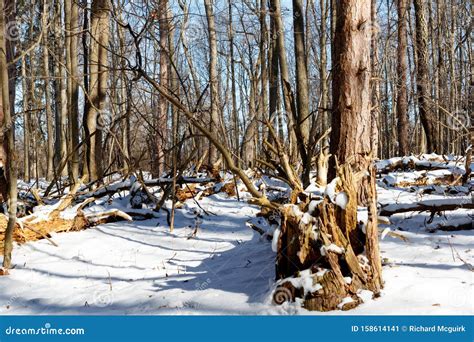 Winter Storm Damage with Snow in the Woods Stock Image - Image of ...