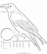 Raven Coloring Pages sketch template