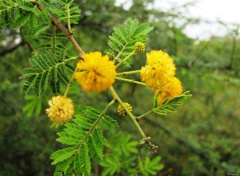 Raj Garden Plants Desi Babool - देसी बबूल - Acacia Live Plant - Trust The Herb