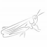 Grasshopper Coloring Page For Kids  Free Crickets Printable sketch template