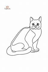 Kot Bombay Katzen Ausmalbilder Ausmalen Katzenbilder Katze Gatos  sketch template
