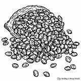 Seed Coloring Pages  Free & Printable sketch template