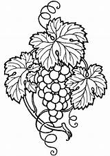 Grape Vine Line Art  Clip Art Library sketch template