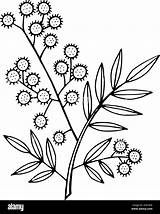 Mimosa Branch  coloring Page Isolated Doodle And Cartoon Floral sketch template