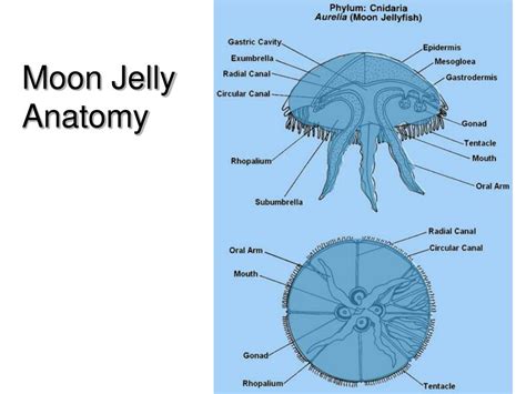 Moon Jelly Anatomy - Floss Papers - EroFound