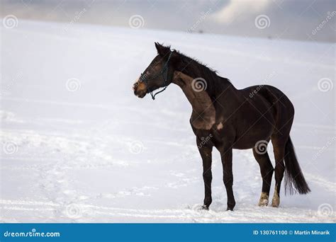 Dark Brown Big Horse Standing in the Snow Stock Photo - Image of cloudy ...