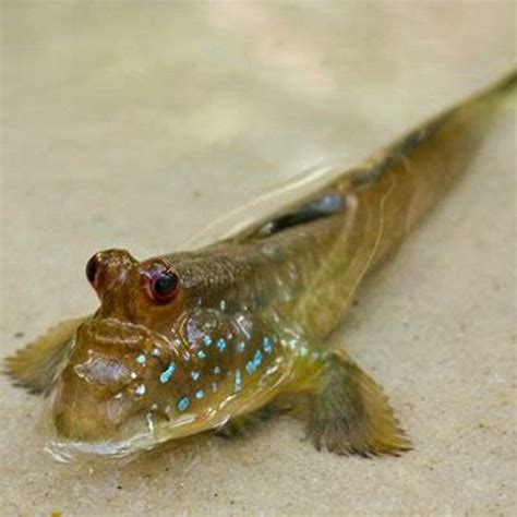 How are mudskippers different from other fishes? - DIY Seattle