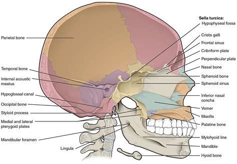 The Skull · Anatomy and Physiology