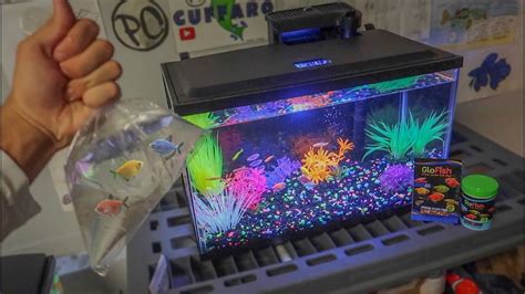 BUYING *NEW* GLO-FISH for AQUARIUM!!! - YouTube