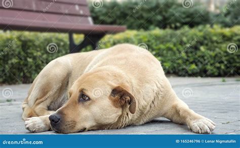 Sad Looking Dog Lying in the Sidewalk and Looking Around Stock Photo - Image of domestic ...