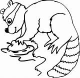 Raccoon With An Apple coloring Page  Download Print Or Color Online sketch template