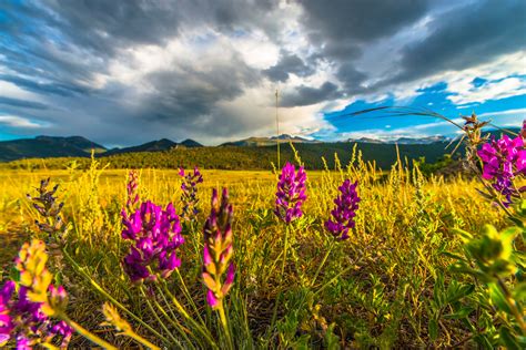 Where to Find Colorful Colorado Wildflowers | Insider Families