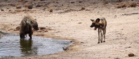 Lone hyena vs massive pack of wild dogs