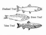 Type Of Apache Trout Coloring Pages  Best Place To Color sketch template