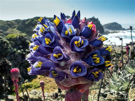 Atacama Desert Flowers - photo gallery of endemic flora of north Chile ...