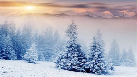 Winter Trees Snow HD Wallpapers - Wallpaper Cave