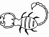Striped Bark Scorpion Coloring Page  Free Printable Coloring Pages For sketch template