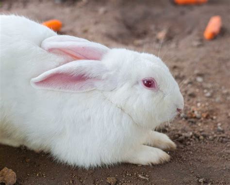 Why Do Rabbits Have Red Eyes? - AnimalFYI