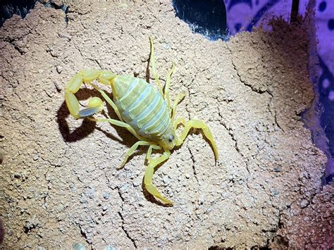 Worlds Deadliest: Deathstalker Scorpion Facts