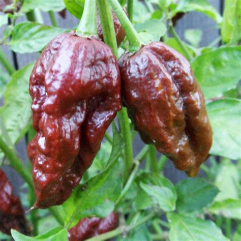 Bhut Jolokia Chocolate Whole Pods 1lb | Chocolate Ghost Pepper Whole Pods