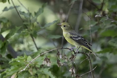 Western Tanager Female | Seen quite a few Tanagers in my bac… | Flickr