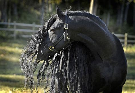 Is This The Most Beautiful Horse In The World? | Bored Panda