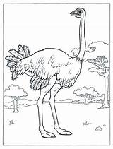 Ostrich Coloring Page Free Printable Pages sketch template