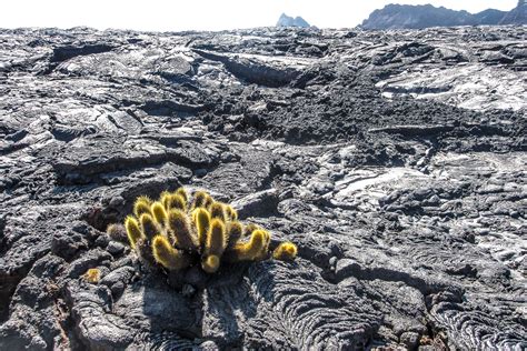 Pahoehoe lava, Santiago Island, Galapagos - Flying and Travel