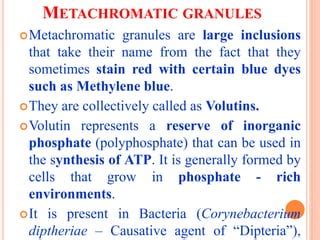 Cell inclusions | PPT