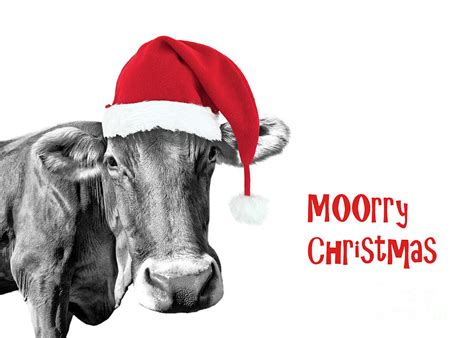 Cow Christmas card Photograph by Delphimages Photo Creations - Fine Art America