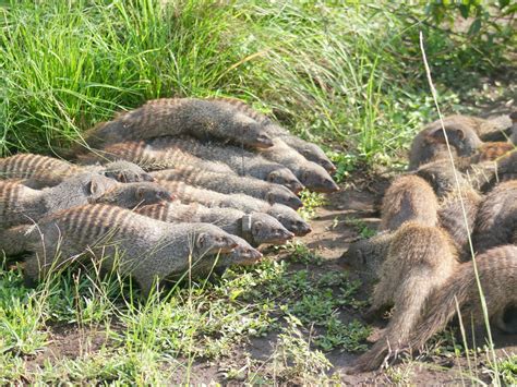 Warmongering Female Mongooses Lead Their Groups Into Battle to Mate With the Enemy | Smithsonian