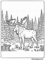 Moose Coloring Pages  Free Printable PDFs sketch template