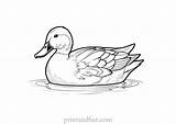 Free Duck Coloring Page For Kids  Printable Sheet sketch template