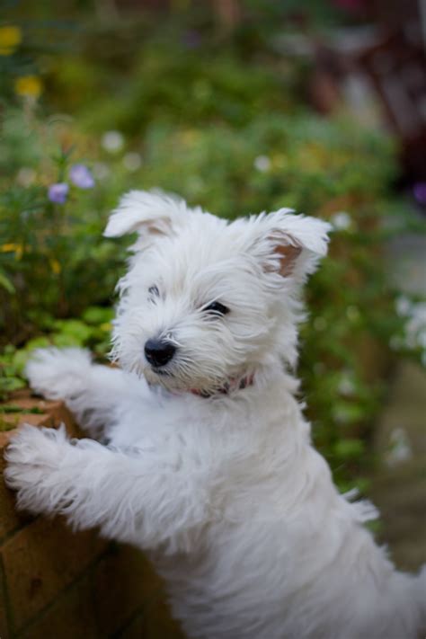 One Dog Love: Dog of the week - West Highland White Terrier