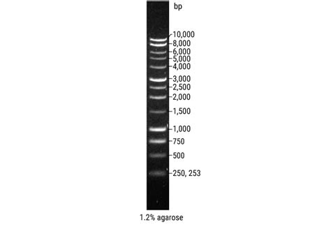 1kb DNA Ladder