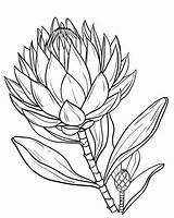 Tropical Flower Coloring Pages sketch template