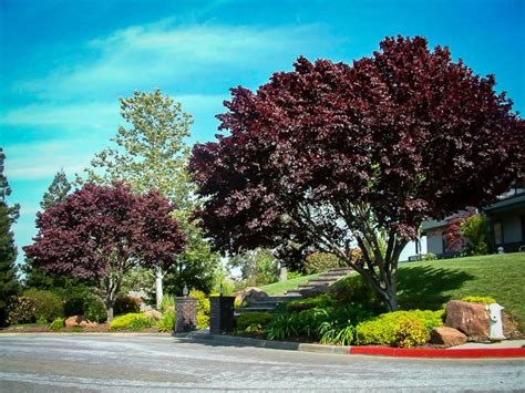 Thundercloud Purple Leaf Plum Trees For Sale | The Tree Center