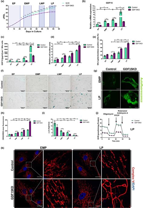 Depletion of growth differentiation factor 15 (GDF15) leads to mitochondrial dysfunction and ...