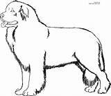 Newfoundland Coloring Pages At GetDrawings  Free Download sketch template