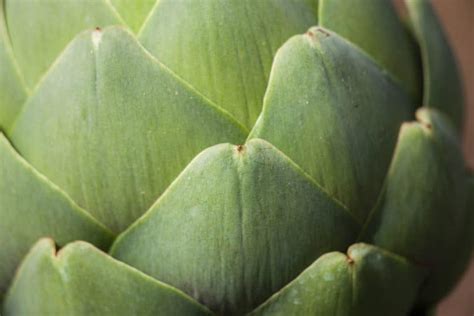 How Big Do Artichoke Plants Get? | Pepper's Home & Garden