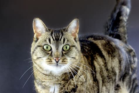 Tabby Cat Dark Background Free Stock Photo - Public Domain Pictures