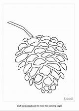 Pine Cone Coloring Pages  Nation sketch template
