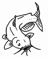 Catfish Channel Coloring Clipart Drawing Fish Pages Color Cat  sketch template