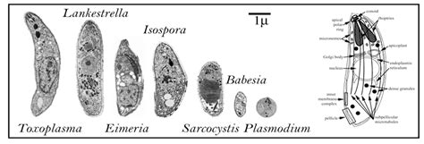 Apicomplexa