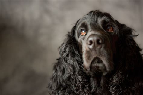 Common Health Problems and Diseases in Cocker Spaniels - Cocker Spaniel