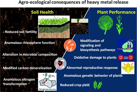 Heavy metal induced stress on wheat: phytotoxicity and microbiological ...