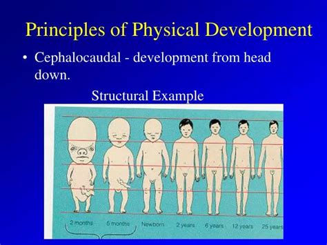 PPT - Principles of Physical Development PowerPoint Presentation, free ...